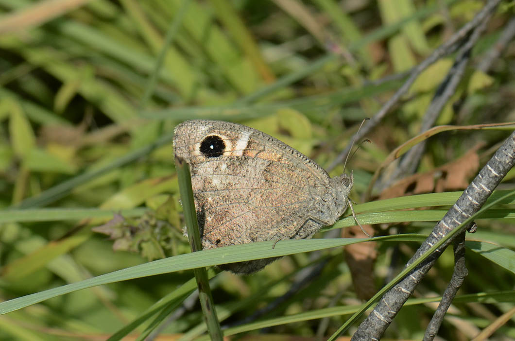 Hipparchia statilinus?